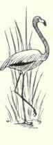 Spoonbills Family Plataleidae 183 Roseate Spoonbil 322