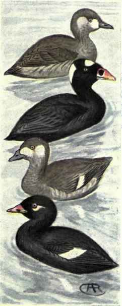 Surf Scoter White winged Scoter