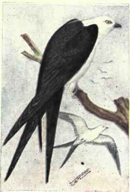 Swallow tailed Kite