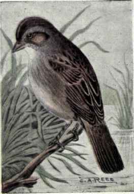 Swamp Sparrow