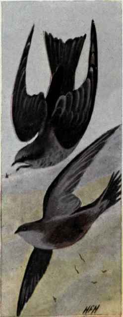 Swifts Family Micropodidae 422 Black Swift Cypselo 825