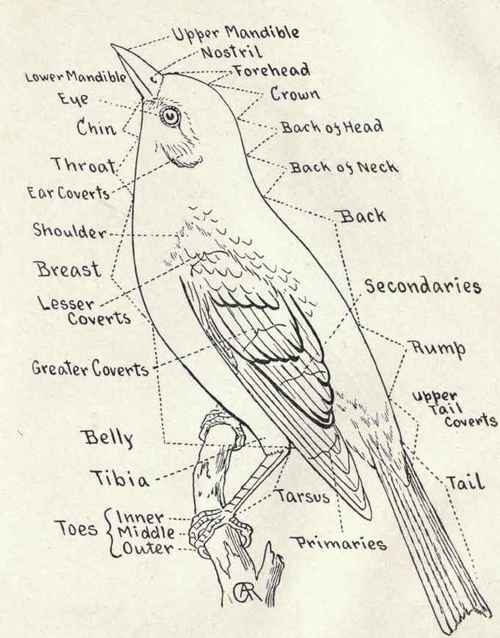 TOPOGRAPHY OF A BIRD