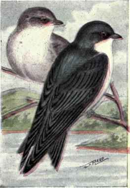 Tree Swallow