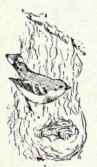 Vireos Family Vireondidae 623 Black Whiskered Vire 1253