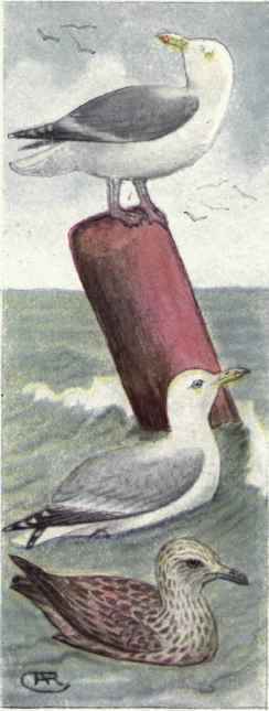 Western Gull. Herring Gull