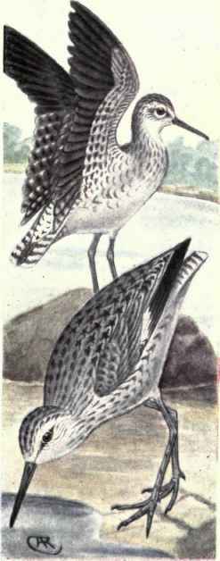 Western Sandpiper Willet.
