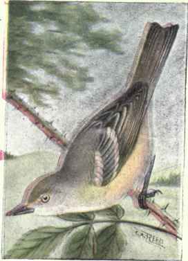 White eyed Vireo