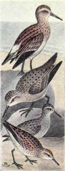 White rumped Sandpiper. Baird's Sandpiper Least Sandpiper.