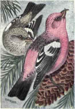 White winged Crosbill