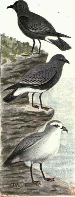 Wilson's Petrel. White bellied Petrel. White faced Petrel