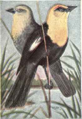 Yellow headed Blackbird