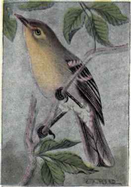 Yellow throated Vireo