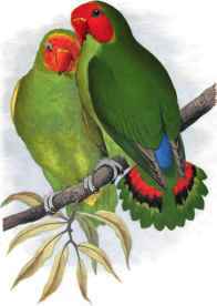 WEST AFRICAN LOVE - BIRD.