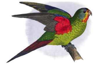 SWIFT PARRAKEET, OR LORIKEET.