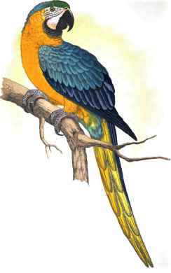 BLUE AND YELLOW MACAW.