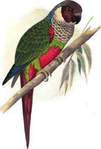 WHITE - EARED CONURE.