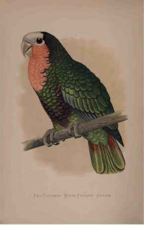 Cuban Parrot, Or Red-Throated White-Headed Amazon.