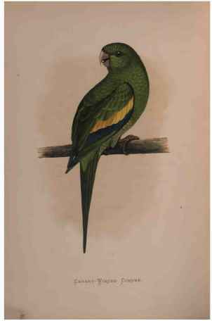 Canary-Winged Parrakeet.
