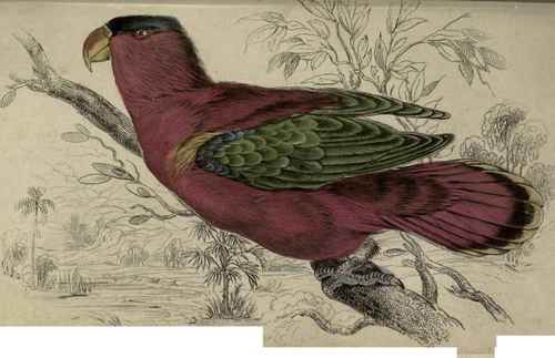 Lorius Domicellus. Purple Canned Lory.