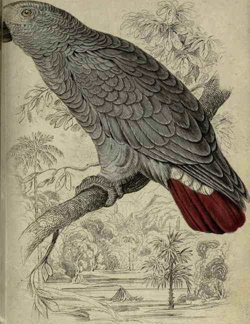 Plate 10. Psittacus Erythacus.