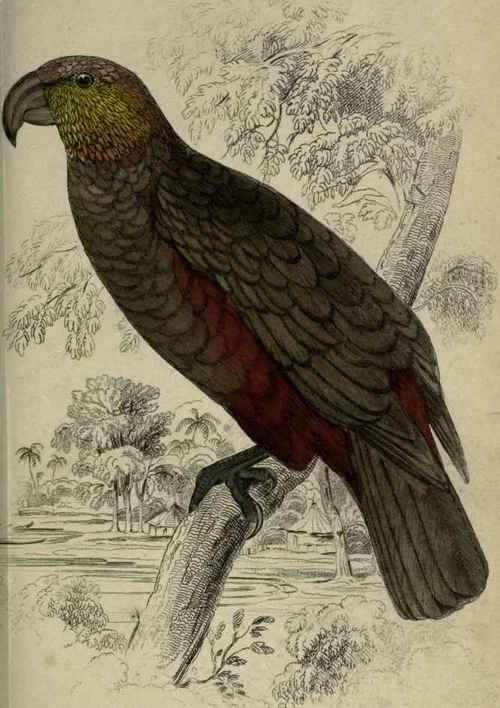 Plate 12. Nestor Hypopolius.