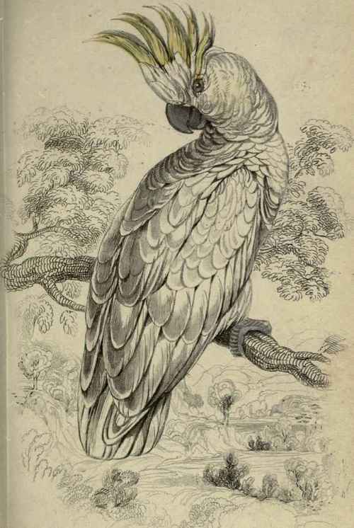 Plate 14. Plyctolophus Sulphureus. Lessersulphur Crested Cockatoo.