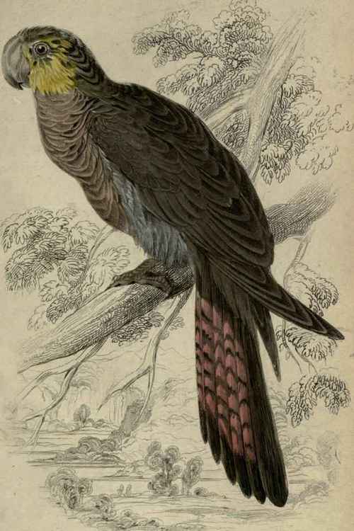 Plate 15.Calyptorynchus Stellatus.