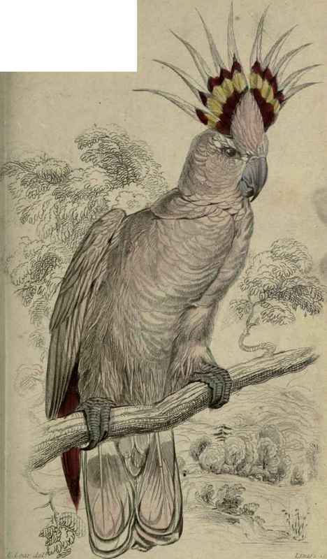 Plate 15. Plyctolophus Leadbeateri. Tricolour Crested Cockatoo Native Of Australia.