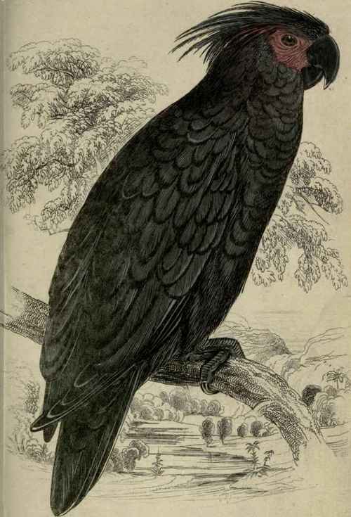 Plate 16. Microglossus Aterrimus. Goliah Aratoo.