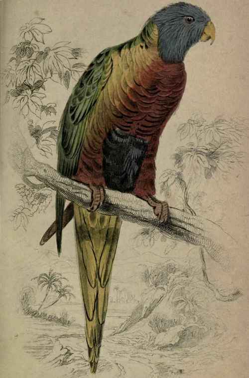 Plate 20. Trichoglossus Swainson Blue Bellied Lorikeet.