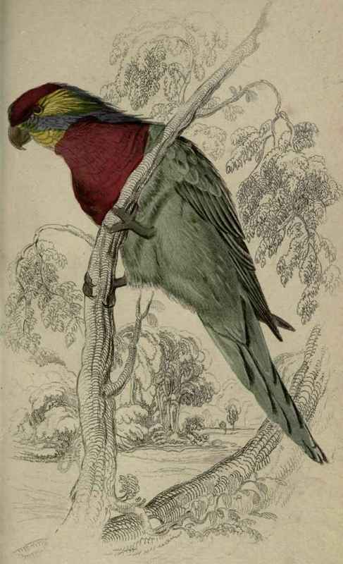 Plate 21. Trichoglossus Versicolor.