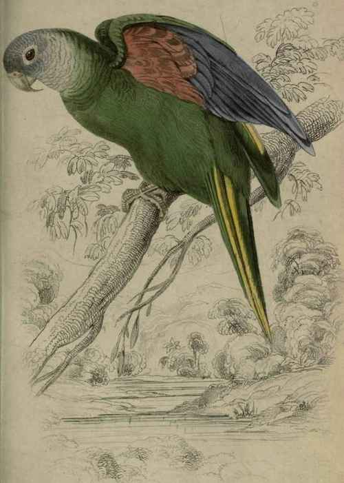 Plate 22. Trichoglossus Pyrrhopterus.