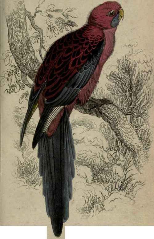 Plate 25. Platycercus Pennantii.