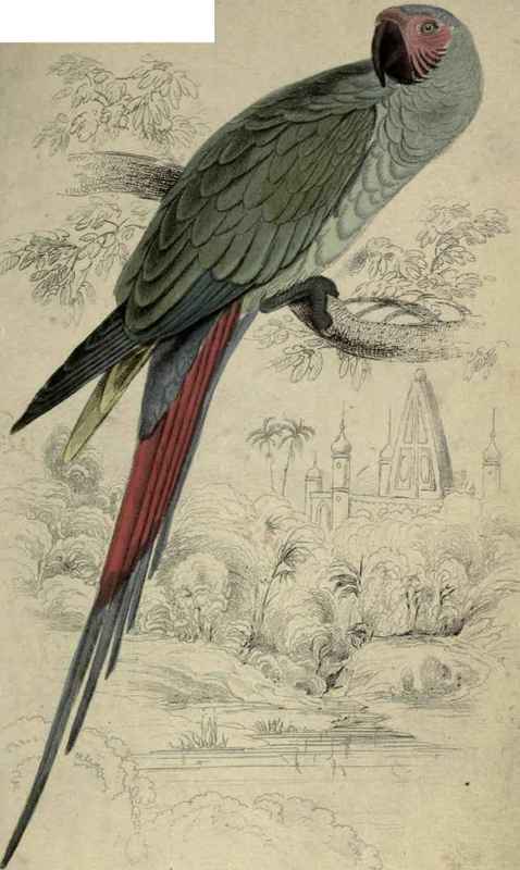 Plate 5. Macrocercus Militaris. The Great Green Maccaw. Native of Mexico & Peru.