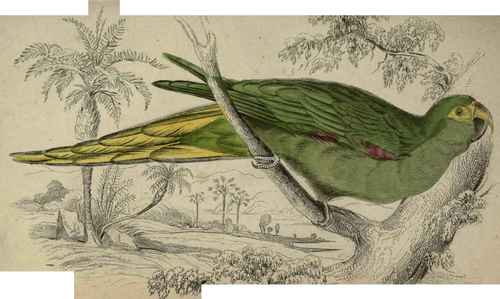 Plate 8. Psittacara Nobilis.