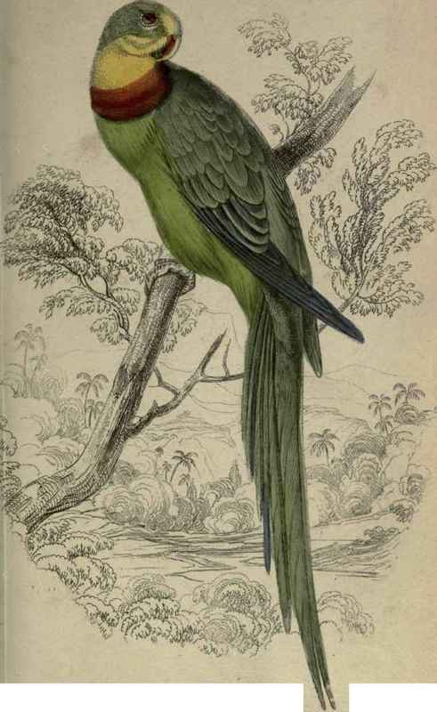 Plate I. Palaeornis Barrabandi.