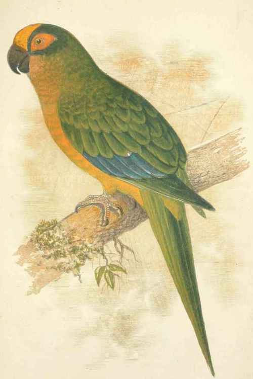 Golden Crowned Conure