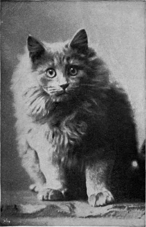 Miss Frances Simpson's Blue Kitten Bonnie Boy' Gunn & Stuart, photo Richmond