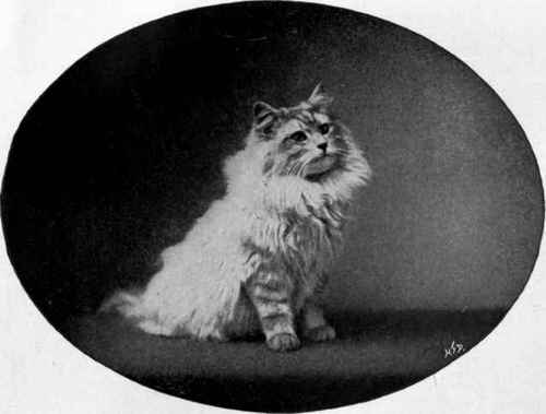 Miss Snell's  Silver Starlight Landor, photo, Ealing