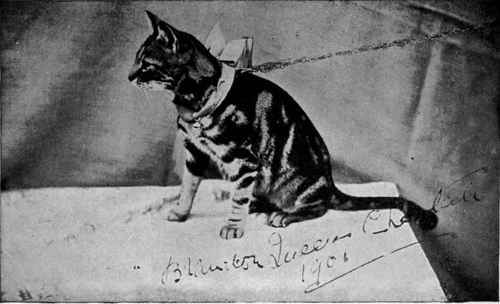 Mrs. Bernard Wentworth's Short haired Brown Tabby Brandon Queen Cheetah