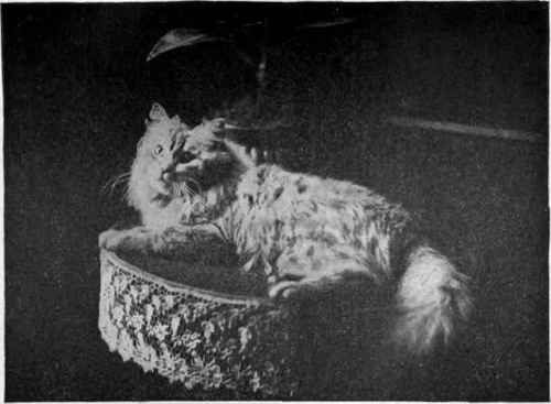 Mrs. Ormerod's Shaded Silver 'Lord Nugent' . Frankland, photo, Blackburn