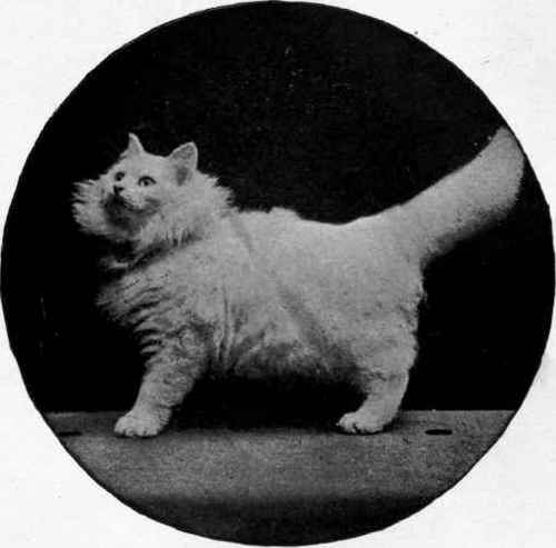 Mrs. Pettit's White Persian Piquante Pearl