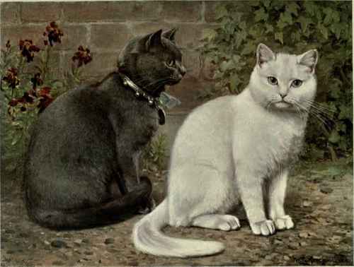 Blue And White Short Haired Cats