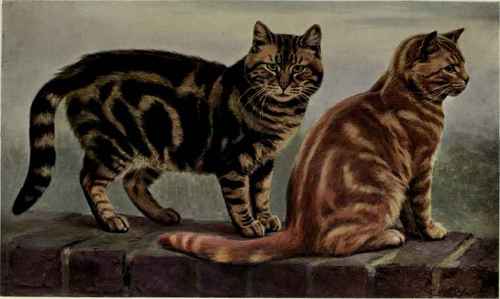 Brown Tabby And Orange Tabby Short Haired Cats