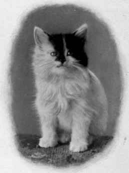 A Grotesquely Marked Kitten