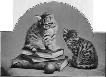 A Pair Of Short Haired Brown Tabbies