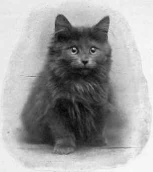 Blue Danube. Bred By Mrs. E. R. Pierce