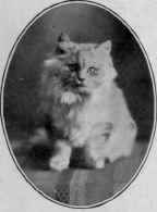 Jack Frost. Bred by Mrs. Mix, Old Fort Battery, New York.