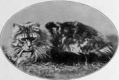 Leo. Brown Tabby