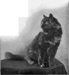 Miss h. cochran's tortoiseshell brunette.